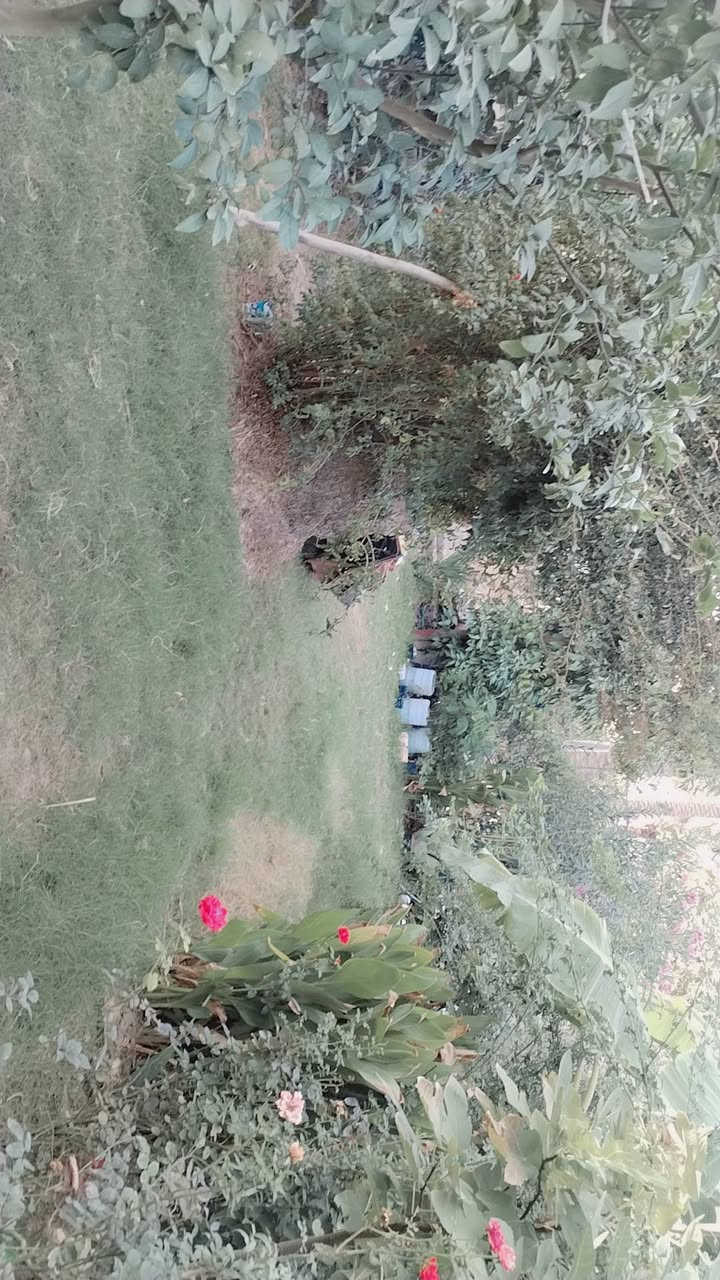 سلام عليكم عندي ربع دونم ٦٢٥ متر مربع سند ٢٥ بي بيت جديد يحتوي على ٢غرفه +حولي جبير وخدمات واستقبال ومطبخ +ماء سقي مع ماء اساله كهرباء سحب ووطني يبعد عن الشارع ١٥٠ متر للبيع في الراشديه ساده البحيات مزروعه حمضيات وبرتقال السعر ١٥٥ مليون للستفسار اكثر اتصل *********** بي وتساب
