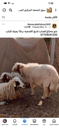 منو محتاج قصاب لذبح الاضحيه ب15 يجيك للباب 07729241230