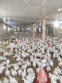 دجاج • دجاج حي • فراخ • فراخ حي • دجاج للبيع • طيور • حيوانات حية • دج...