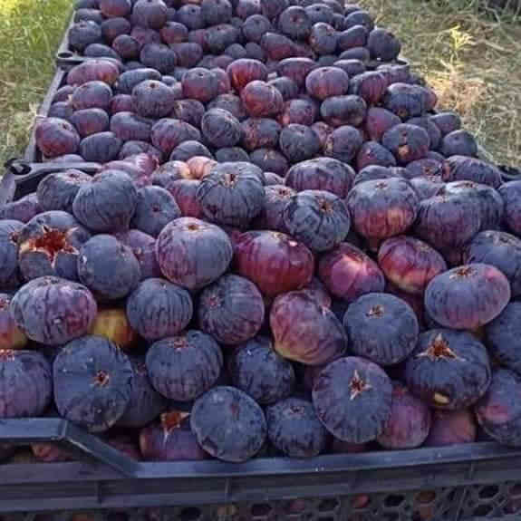 السلام عليكم ورحمه الله وبركاته
العنوان بغداد الرضوانية الشرقية طريق معمل زينب ثالث مشتل الجبير مجاور الملعب
توصيل جمله فقط
اتحب تجي للمشتل راسلني واتساب ***********ارسلك الموقع
***********
السعر حسب الحجم تبدأ من ٢٠٠٠ وتنتهي ٣٥٠٠
الحجم من متر إلى مترين
