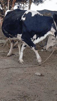 بقرة هوشتاين • متعهده الجني • بابل الشوملي