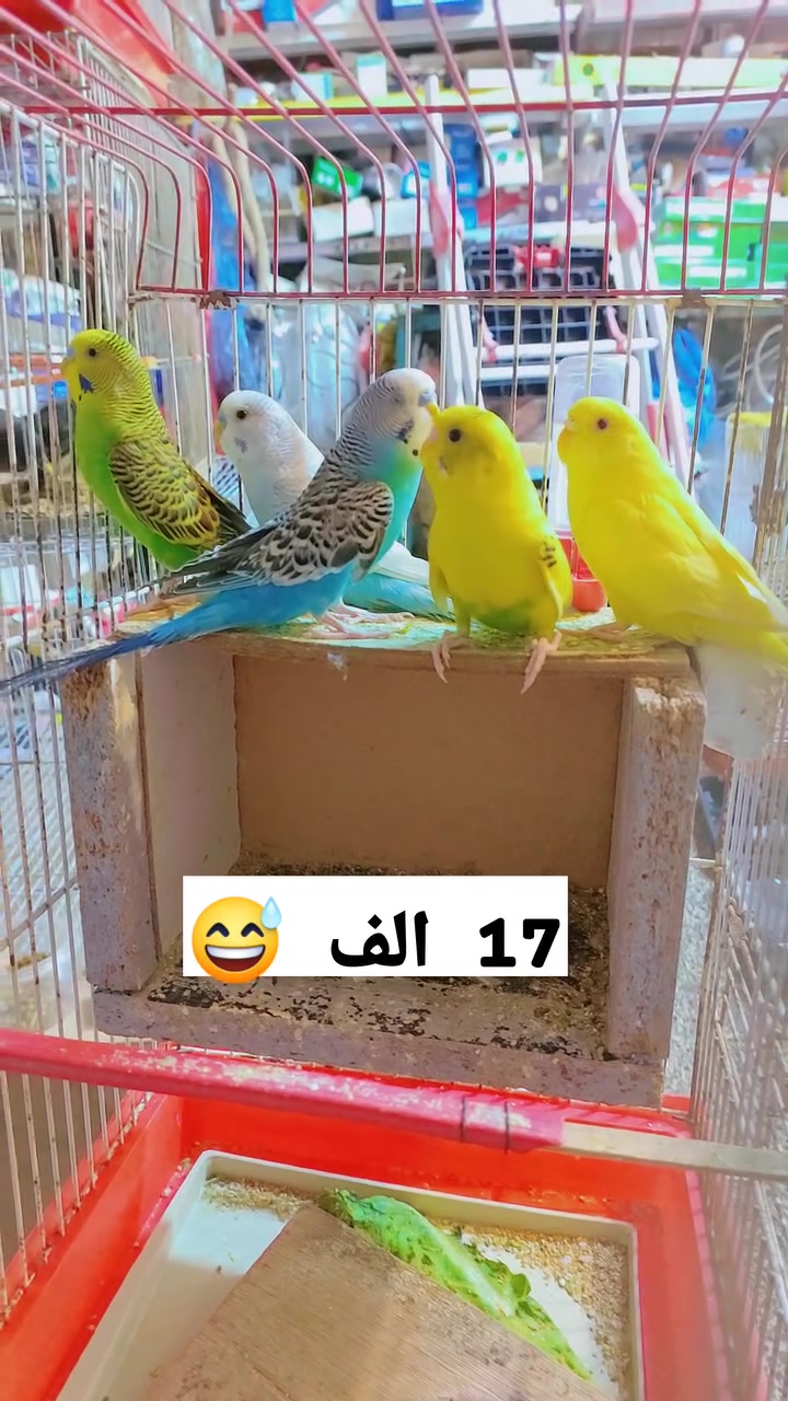 ملك العروضات 
اخوان تابع كلشي انشر استوري بلاااش علتكتك هم
حجز واتساب ***********
موصل حي الميثاق ييييييم فرع مدرسة مكه. مجمع الاخوين مقابل جزارة وجيه
