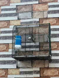 قفص بلبل • طيور مغرده • ناصريه حي الخضراء