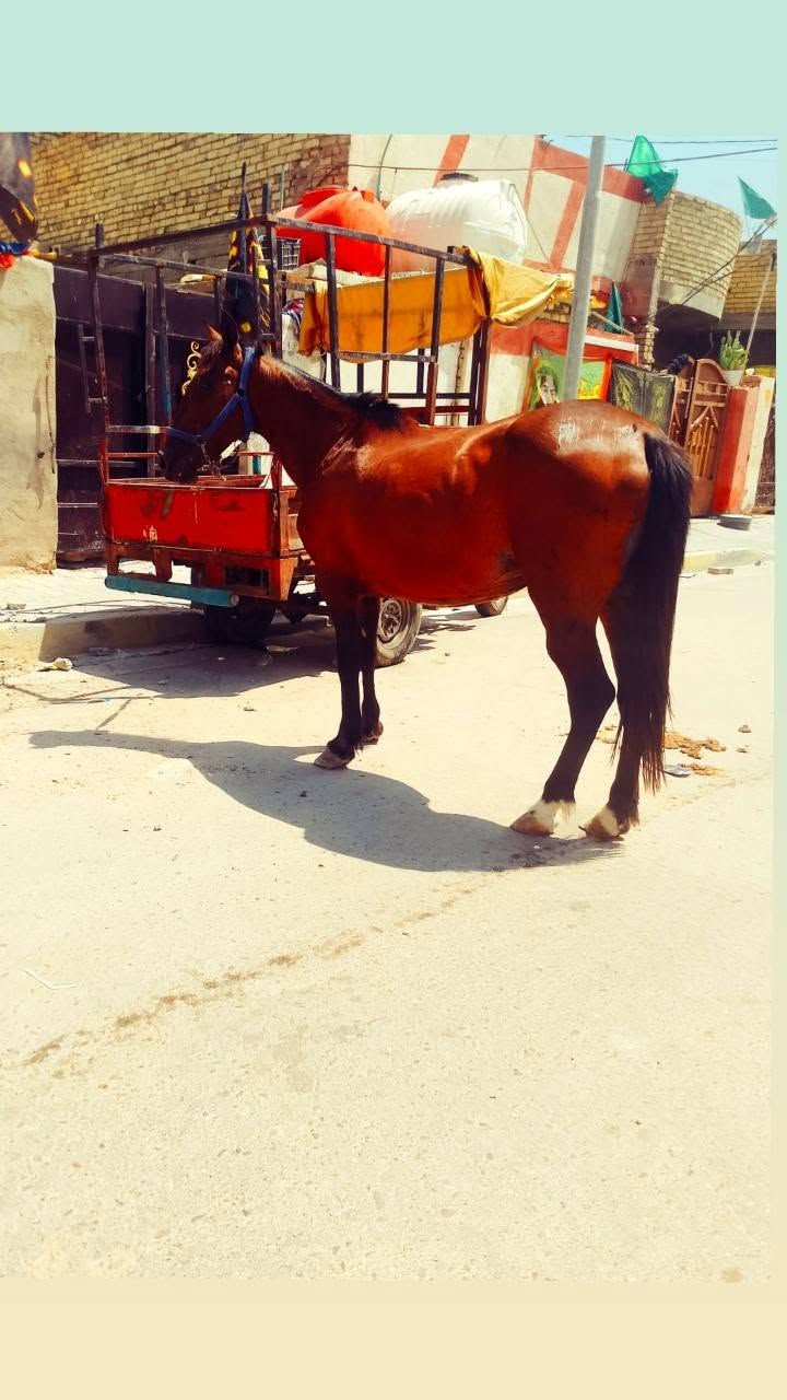 فرس عربيه عشره 7شهر مكاني بغداد بسعر مناسب ***********
