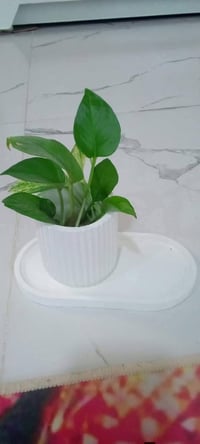 لبلاب • نبات متسلق • توصيل متوفر