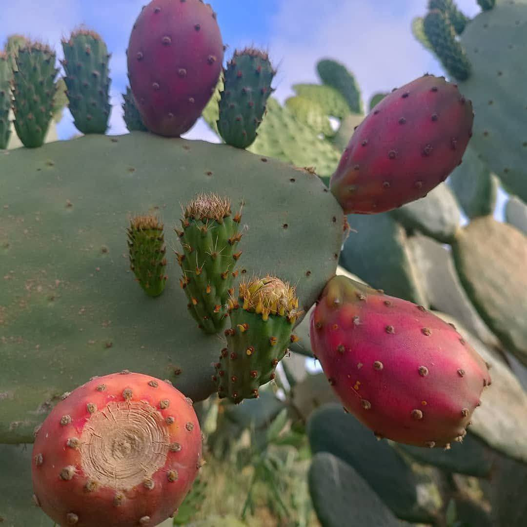 تتوفر كفوف التين الشوكي الهجين 🌿!

كل 3 كف ب 10 الف دينار 

الاحمر
الابيض
الاصفر
السكري

تتوفر خدمة توصيل جميع محافظات العراق 
5 الف جميع محافظات
للحجز واتساب او الخاص *********** عنوانه الانبار راوة
