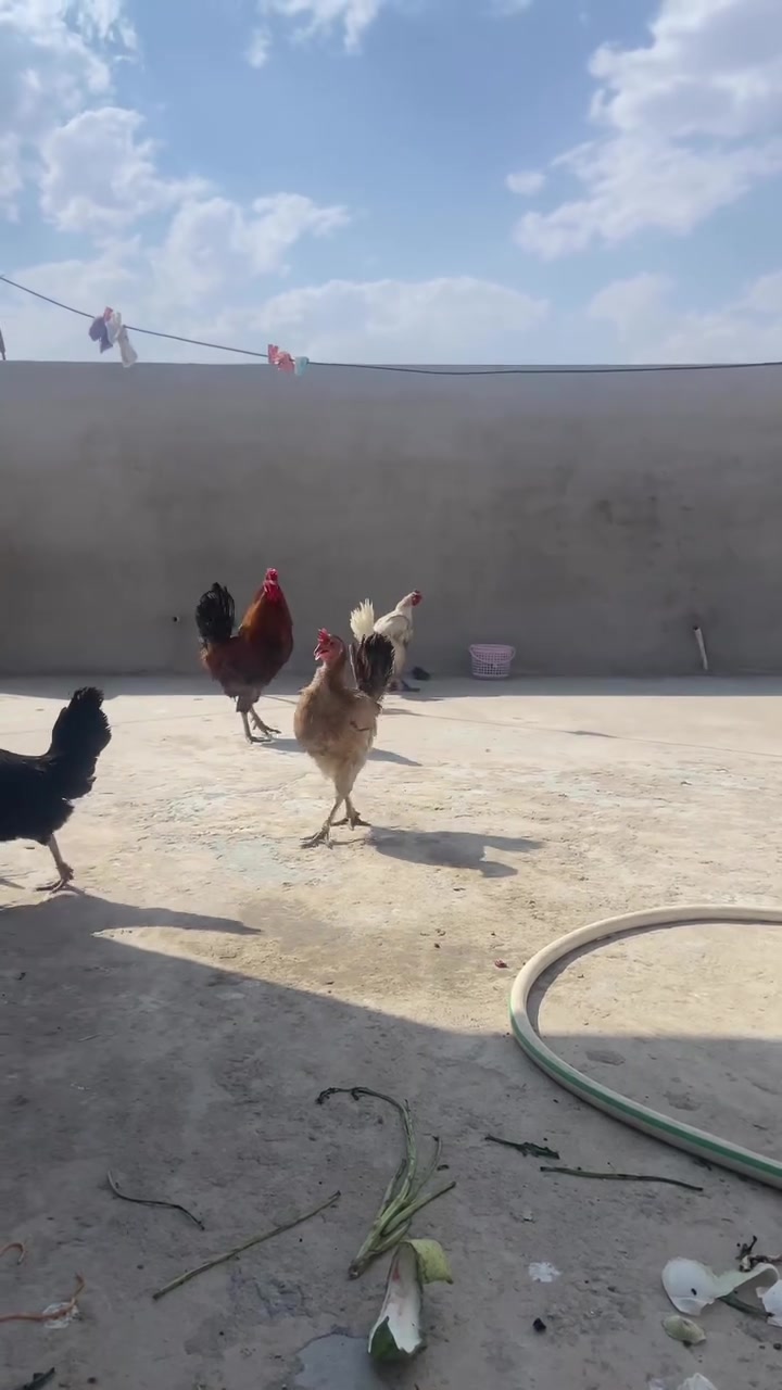 للبيع دجاج بيت  2شرط بيض للبيع شلع سعرها70شلع


**إذا كنت صاحب هذا الإعلان وتريد حذفه لأي سبب، رجاءا أرسل رسالة إلى الدعم الفني**