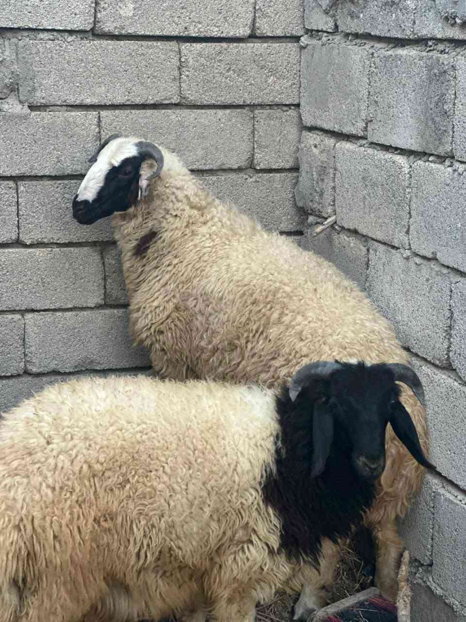 السلام عليكم طليان2للبيع السعر ادفع سعر وما يكون خاطرك اله طيب مكاني كياره الحود السرت لزاكه
ادمن من رخصتك♥♥
هاذه الرقم اتصل وتدلل‏‪***********‬‏
