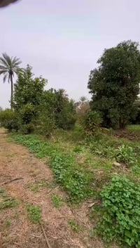 صويره جحيشات • دونم • سند ٢٥