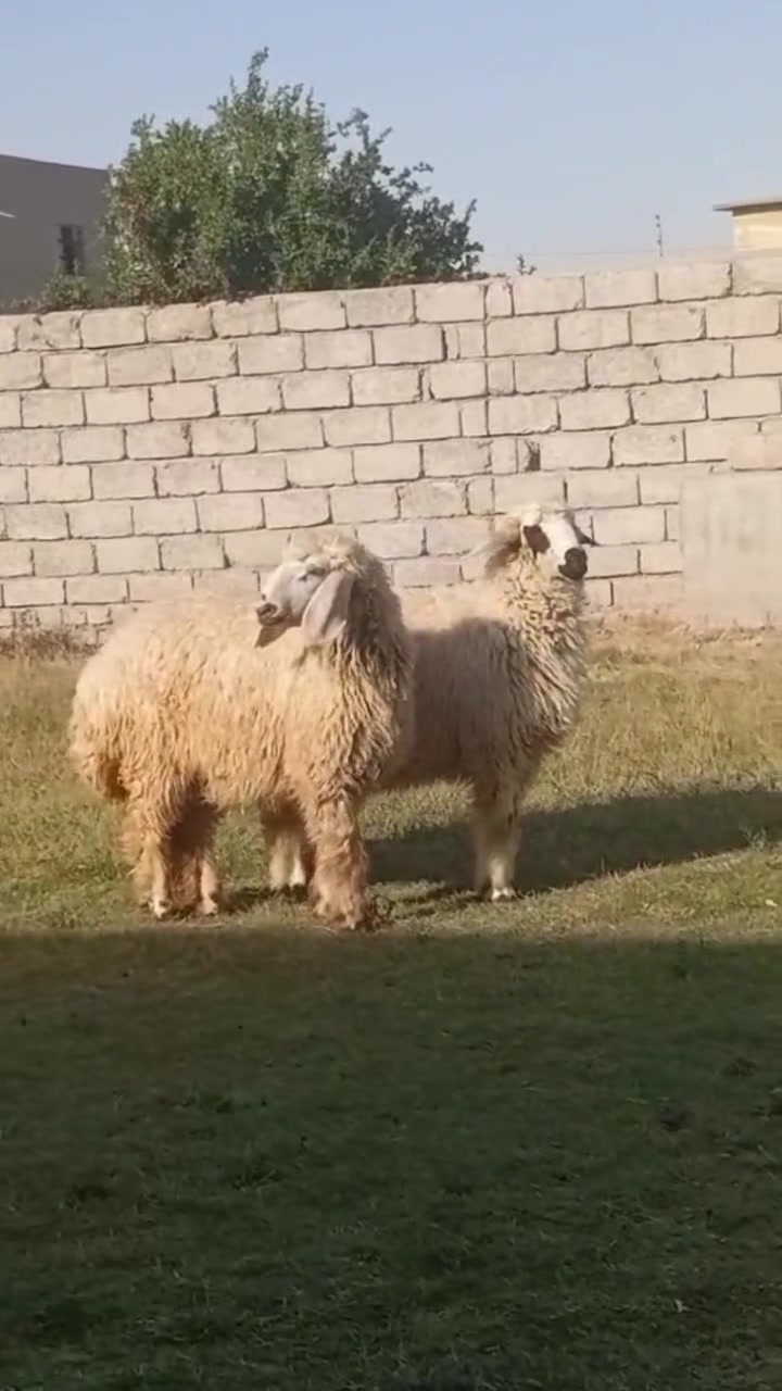 جوز دجات بكم خشنات وسمان 
مكاني شرقاط 
***********
