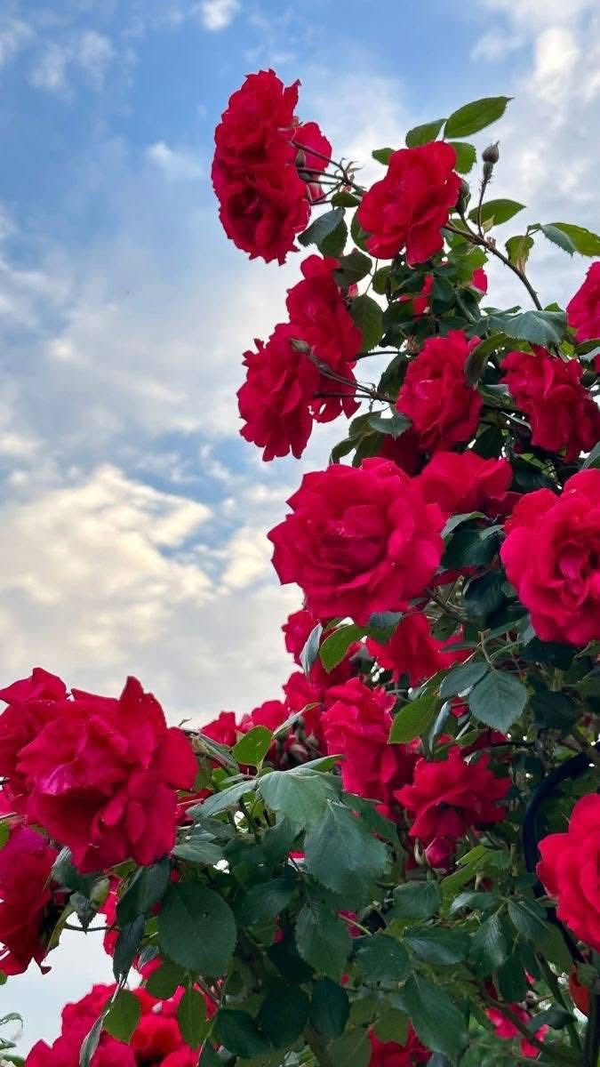 مشتل نباتات نادرة 🌿🌿
توفرت شتلات الجوري المتسلق المعطر (محمدي) 🌷

📏 الارتفاع: متر وأكثر
💰 السعر: 15 ألف
🚚 التوصيل: متوفر لبغداد والمحافظات

🌱 المواصفات:
ورد جوري متسلق واسمه العلمي Rosa Damascena 🌷

🌹 اللون: أحمر
يتميز بأزهاره الجميلة وعطره قوي جداً ومميز غير عن باقي الأنواع 🌿
يُستخرج منه زيت الورد المستخدم في أفخم العطور 🌷
يزهر في الربيع والخريف ويعطي شكل جذاب جداً للحديقة 🌿

🔥 التحمل:
نبات عراقي متحمل للحرارة ومجرب بأجواء العراق القاسية 🌞
مو مثل المستورد الإيراني — هذا يتحمل وما يموت بالحر 🌿

🌿 الفوائد:
يعطي منظر راقي للحدائق 🌷
مناسب للتسلق على الجدران والأسوار 🌿

أزهاره تبقى فترة طويلة بعد القطف 🌷
رائحته قوية وفواحة تعطر المكان بالكامل 🌿

📞 للحجز والاستفسار: ***********
🌿 مشتل نباتات نادرة — نوفر لكم الأفضل دائماً
