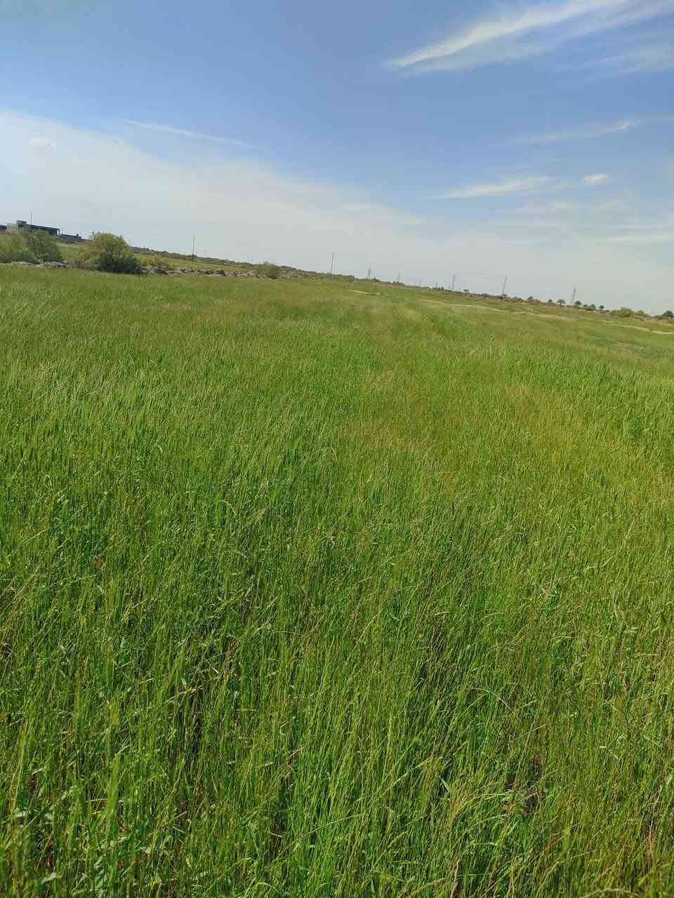 دغل 15 دونم للبيع 
العنوان* قضاء الدواية ال عمر قرية أبو الاطرش 
***********
