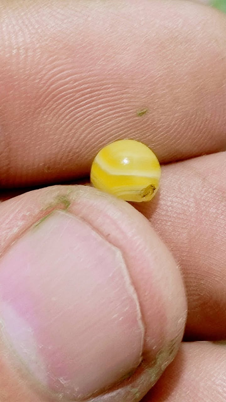 (((ان اعجبناك فتحدث عنا وأن لم نعجبك فتحدث لنا))) 
 قطعه جميله من نوادر الجزع اليماني لون مميز بحجم حبة العدس


**إذا كنت صاحب هذا الإعلان وتريد حذفه لأي سبب، رجاءا أرسل رسالة إلى الدعم الفني**