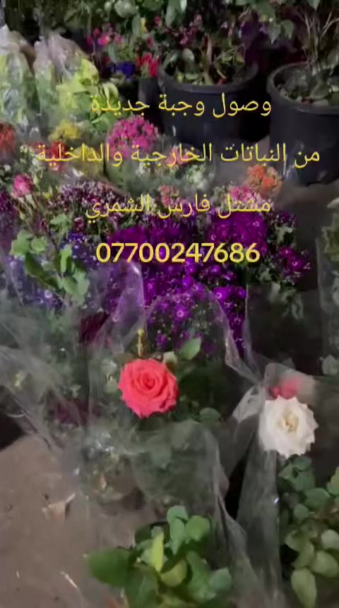 تم وصول وجبة جديدة من النباتات الداخلية والخارجية
مشتل فارس الشمري
العنوان بابل الحمزة الغربي شارع البلدية مجاور زراعة المدحتية
للاستفسار
***********
خالد مشتل
