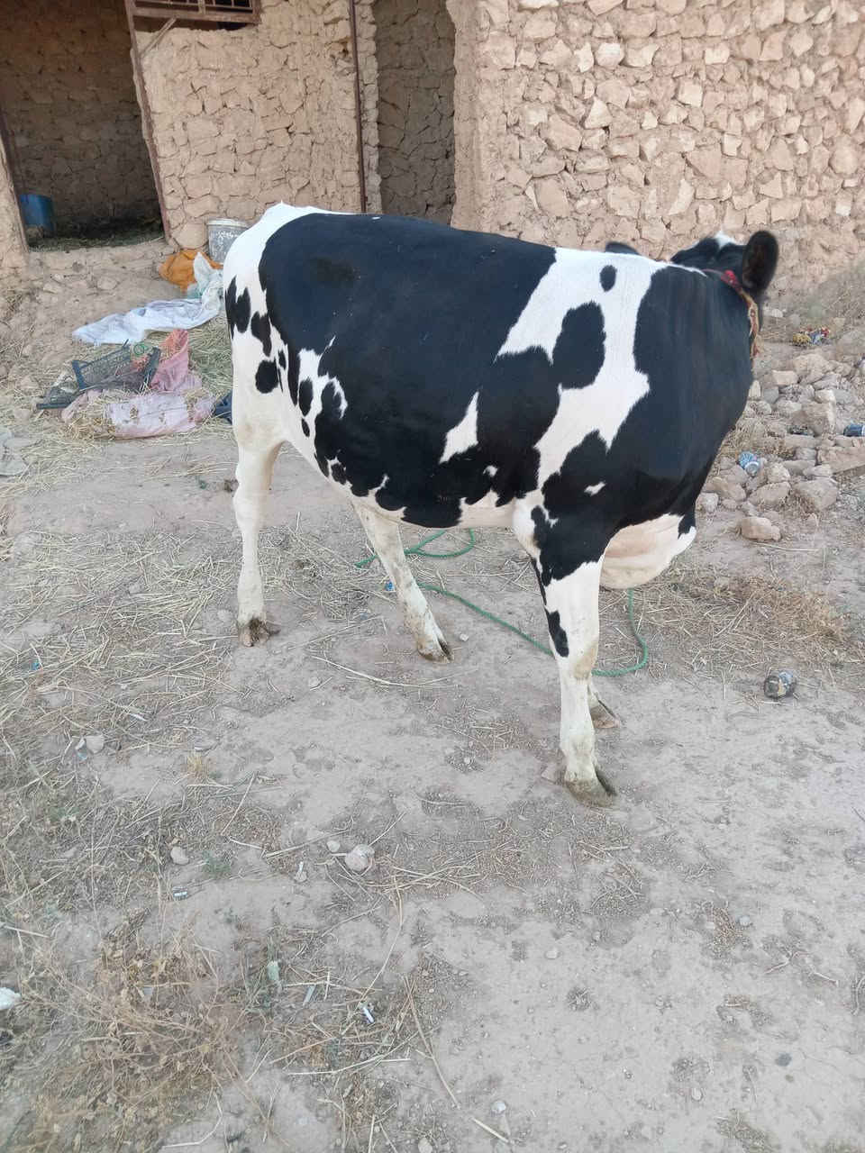 السلام عليكم بكره فريزيه زراعيه السعر 2600 اتصال على الرقم ***********

