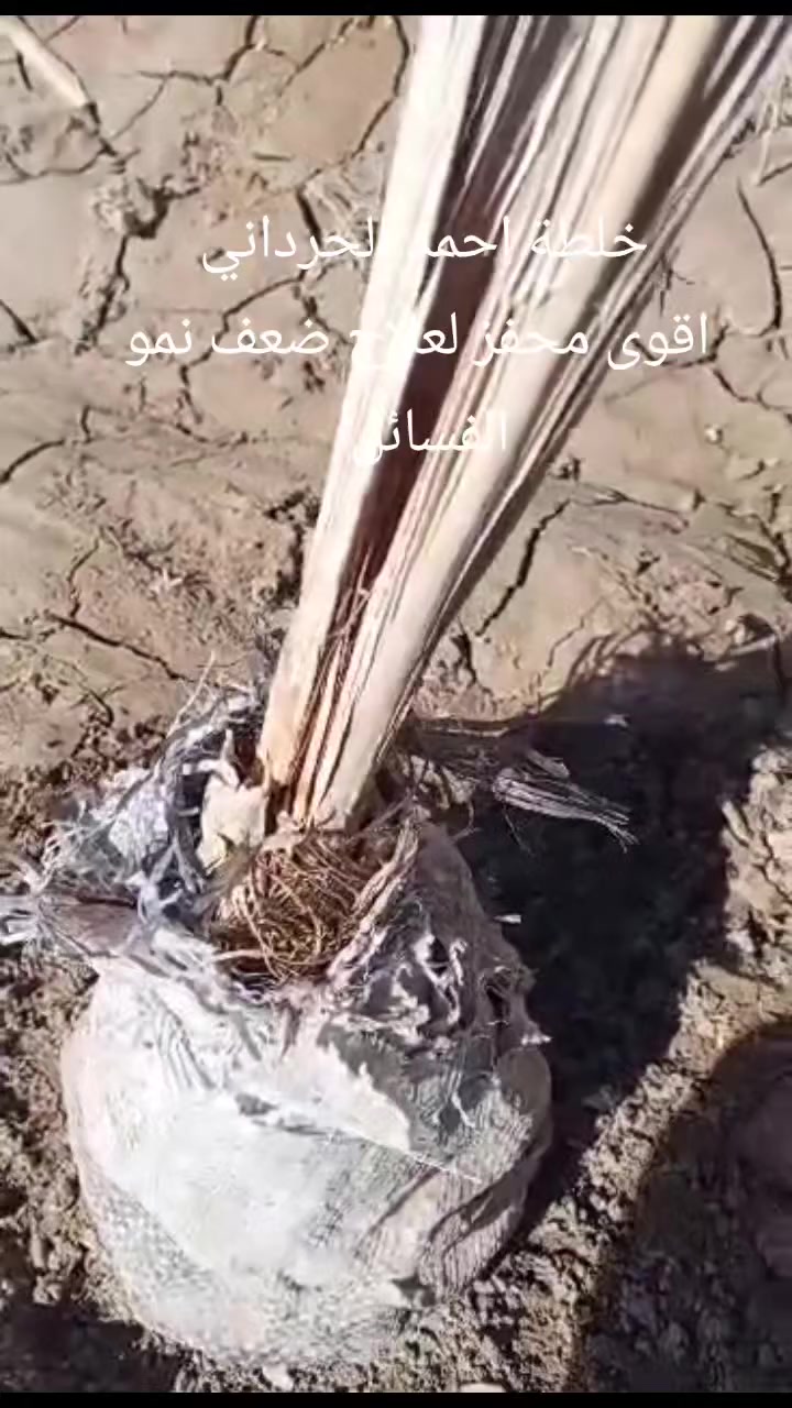 #خلطة_احمد_الحرداني قبل وبعد 
 #لعلاج_ضعف_النمو 
 #للحجز_مراسلتنا


**إذا كنت صاحب هذا الإعلان وتريد حذفه لأي سبب، رجاءا أرسل رسالة إلى الدعم الفني**