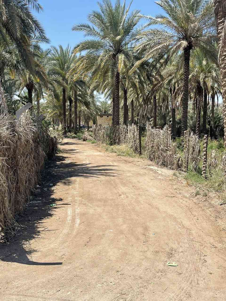 سلام عليكم قطعه ارض طابو صرف زرعي سند 25
مساحه 500 متر ع شط لحله قرب جسر السياحي 

متوفر كهربا وماي وتبليط 

البيع الاستفسار ***********
