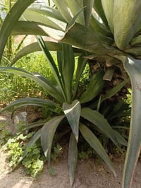 حوّل حديقتك إلى لوحة من الجمال مع نبات اليوكا الخارجية! 🌿 هل تبحث عن ن...