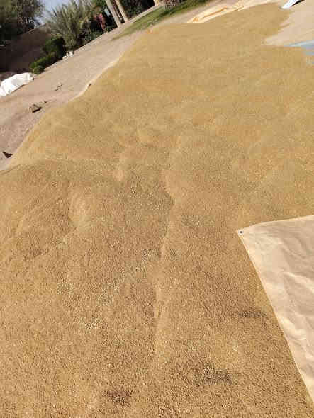 السلام عليكم ورحمة الله وبركاته 
#يوجد_بذور_حنطة_نزار_جيل_اول_بنت_المغلف
الكمية10طن مكان العبيدي قرية مشعل
سعر الطن مليون 
***********
***********
