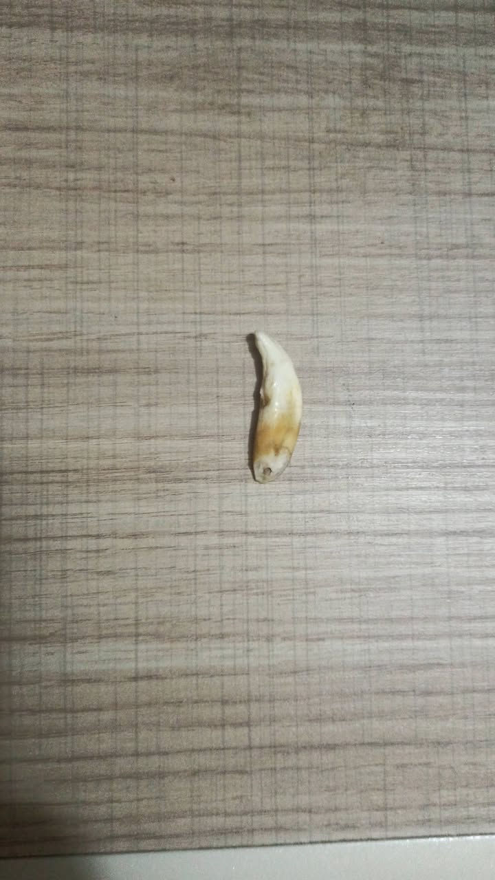 سلام عليكم ناب ذيب للبيع شرط لفحص شوفه لاي ابو ختصاص اذا ما طلع ناب ذيب عمره اكثر من 3 سنين اني اتكفل بكروة جيتك ورجعتك لعنوان ديالئ لمراسله واتساب فقط ***********
