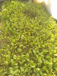 شتل بيذنجان • أكياس • درجة أولى