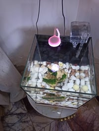 شباب  حوض مال سمج. النوع سوبرانتلكلير الجام الواضح  العرض تقريباً 30سا...