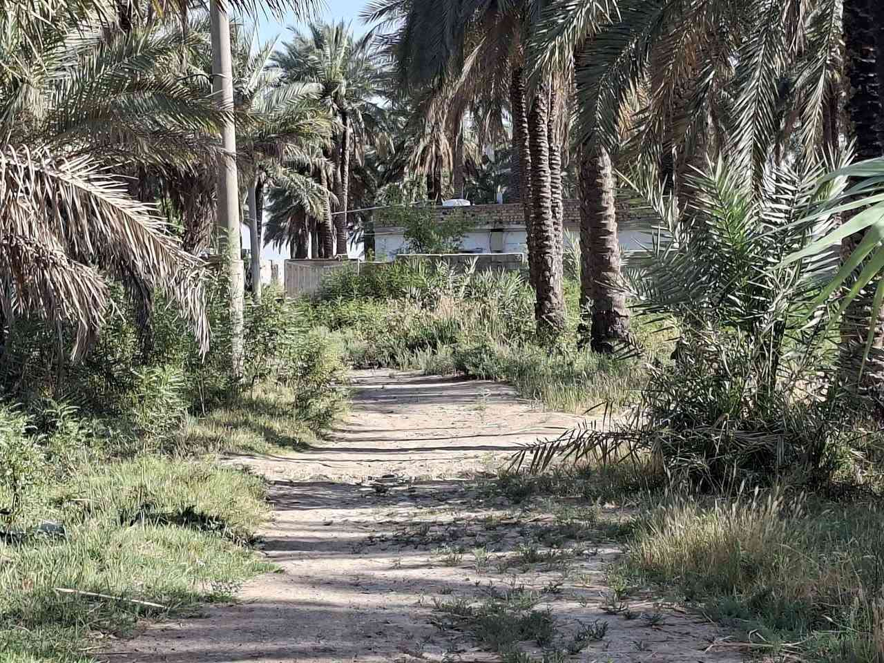 السلام عليكم يوجد أرض زراعيه طابو ٢٥ المساحه ١١ دونم وجهة شارع العام بغداد كوت عرضهة ٣٢ ونص متوفره كافه الخدمات معه بيت بناء حديث وجهة نهر سقي صيف شتاء من ضمنها ٤ دونم بستان نخيل معه اساس بيت ثاني ارض خصبه تصلح سكن اوعمل اي مشروع واسط العزيزية اي ستفسار اتصل *********** او ***********
