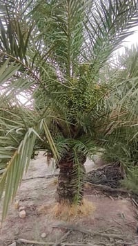 الناصريه الفريحي • ٢ دونم • بستان نخل