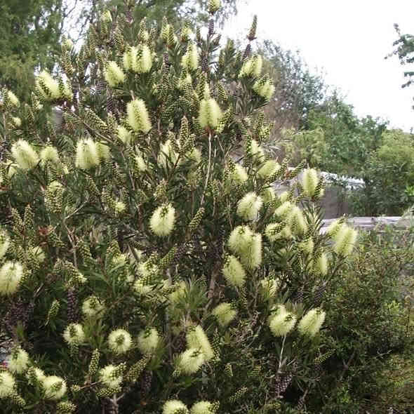 فرشاة  البطل  اللون #الابيض 

تسمى هذه الشجرة أو دالشجيرة بفرشاة القنينة  و ذلك بسبب أزهارها التي تشبة شكل الفرشاة
التي ننظف بها القنينة ( العبوة الزجاجية ) .  شجرة صغيرة ذات جذع قوي قائم قاسي بني اللون تتحمل مدى من الملوحة لكن لا يفضل
زراعتها قرب الشاطىء .
يبلغ إرتفاع الشجرة 2 إلى 4 متر وتفضل الإضاءة المباشرة و تفضل الري المنتظم و المعتدل.
أما بالنسبة للتربة فهي تنمو بشكل جيد في تربة جيدة الصرف.
أوراقها ضيقة عدسية الشكل جلدية ذات رائحة عطرية تشبه رائحة الحمضيات.

وأزهارها تنمو في سنابل إسطوانية الشكل ذات لون الابيض أما البتلات تأخذ شكل الفرشاة , 

تزهر:

في أواخر الربيع و في الصيف .

تتكاثر بواسطة الببذور والعقل الساقية شبه الخشبية
غير أنه لا يفضل الإكثار بواسطة البذور وذلك
لحدوث تغيرات في شكل النبات.

االسعر   9   االف

لسهولة الحجز يرجى ارسال  الطلب 
مرفقة  بالرقم و العنوان على الخااص 
 او على رقم واتساب  ... ***********

