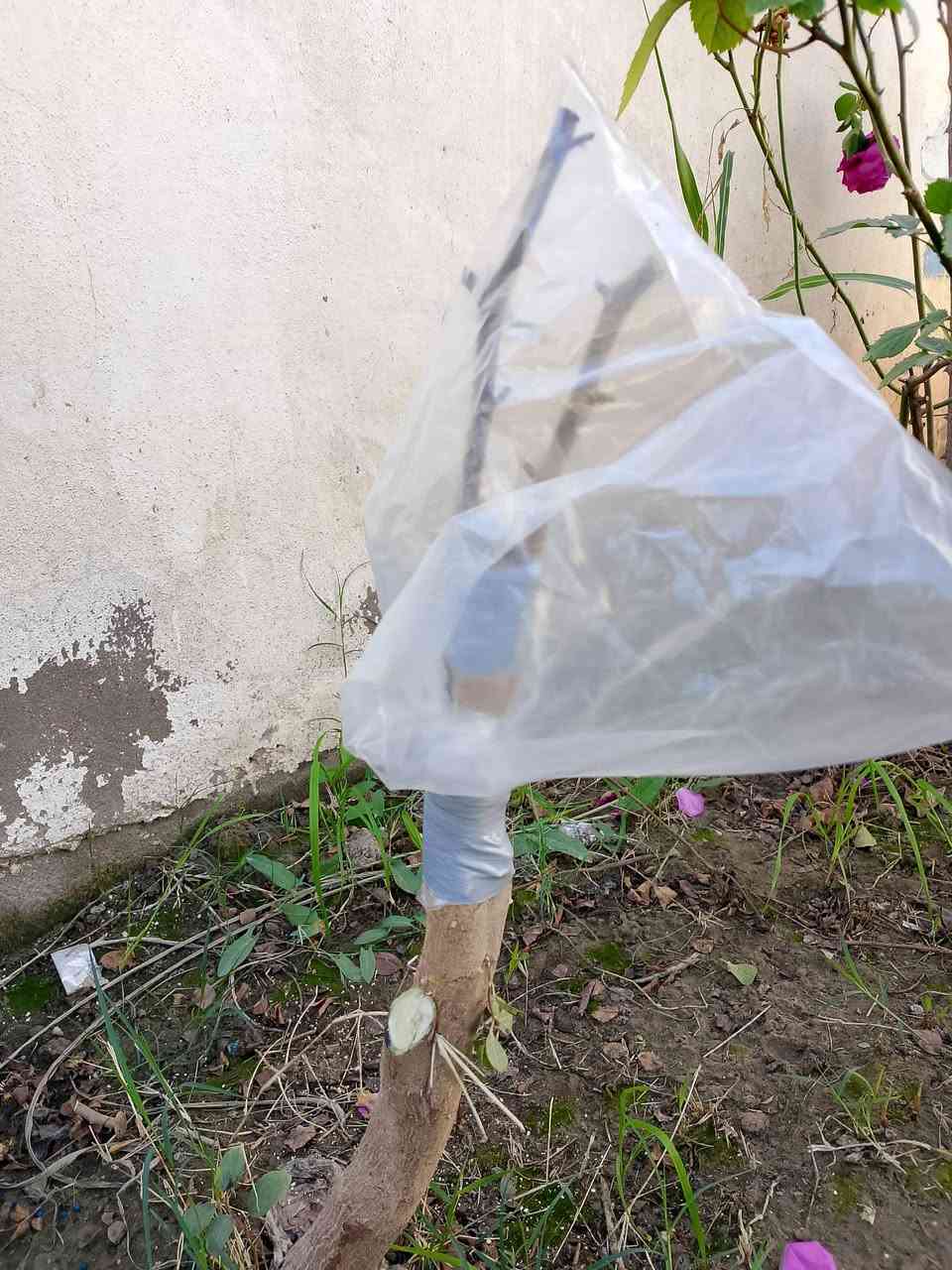 السلام عليكم ورحمه
تطعيم السدر بل قلم اي شخص محتاج تطعيم يتفضل خاص


**إذا كنت صاحب هذا الإعلان وتريد حذفه لأي سبب، رجاءا أرسل رسالة إلى الدعم الفني**