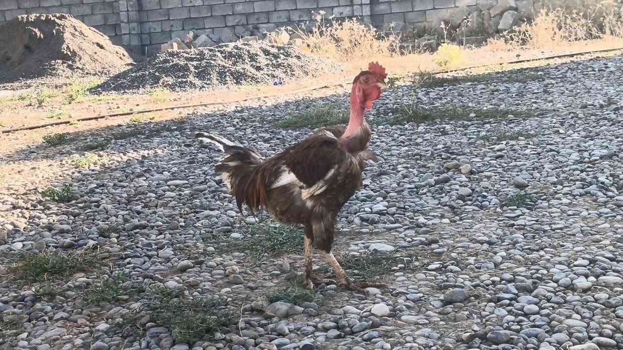 ديج معنگي للبيع يرهم جنيه يرهم ذبح
 ***********
