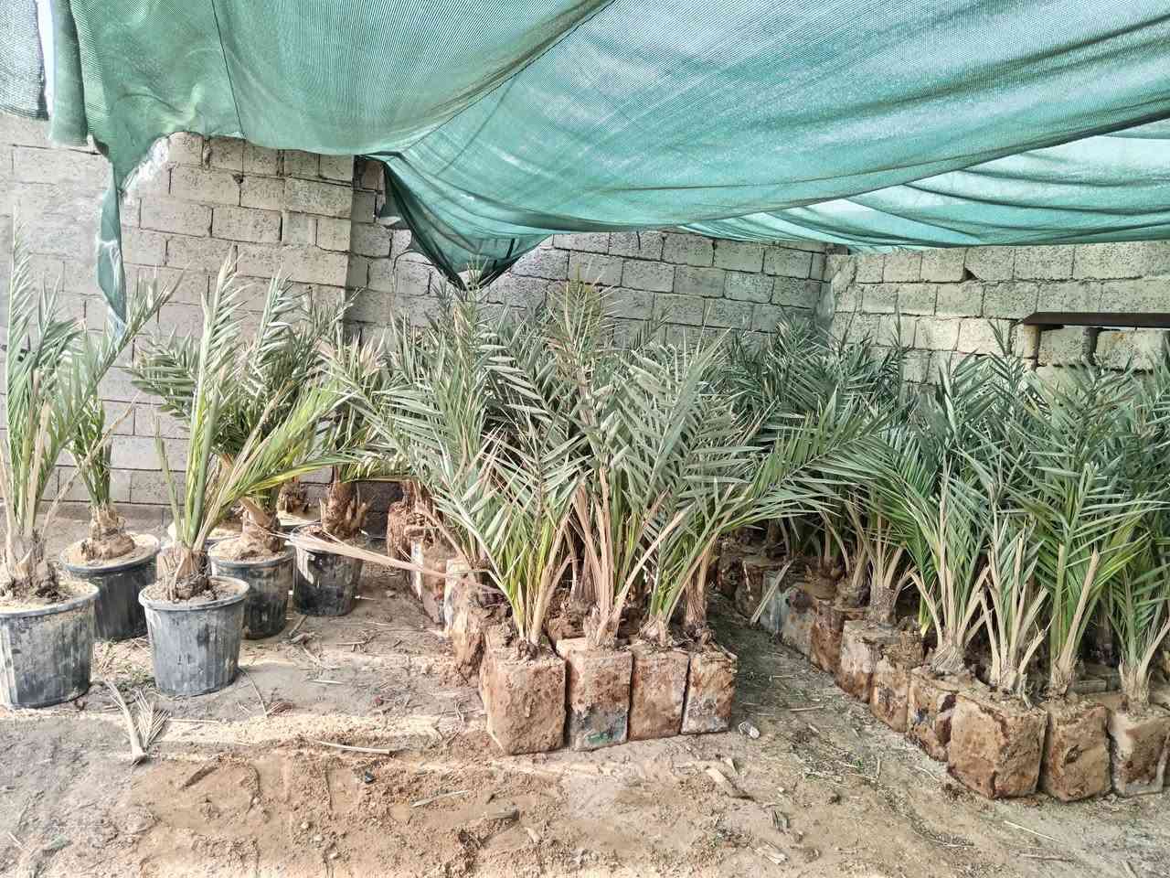 سلام عليكم.
١٠٠ فسيله برحي مجذر تقريبآ سنتين راح يصير
ضمان صنف لحين الاثمار زرع بالأرض مباشر
مكاني بغداد قضاء المدائن
ابيع جمله شلع كلهن
سعر الفسيل ١٨٠ سعر نهائي.
اليرغب بالشراء الاتصال على الرقم ***********
