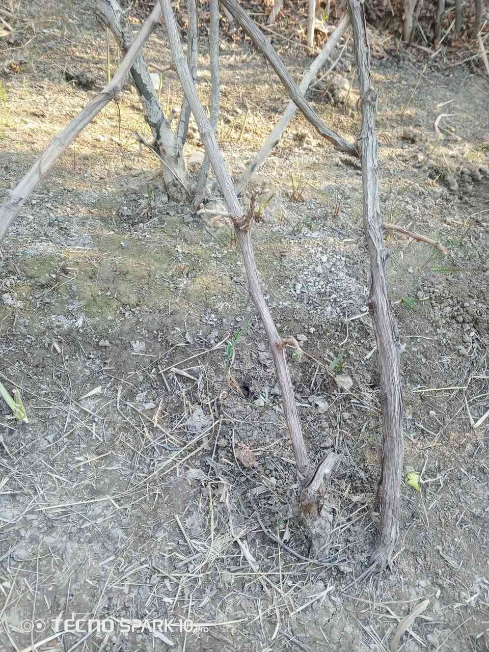 سلام عليكم
عندي هروش عنب للبيع 
العدد 35 هرش
سعر الهرش الواحد 7 الف 
الاستفسار *********** 
مكاني النجف الاشرف قضاء المشخاب
