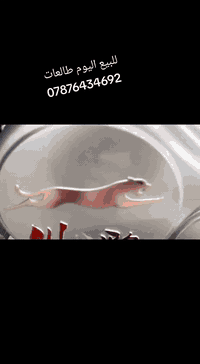 سلام عليكم ستوتات البيع امس طالعات كلمن وسعره ***********
