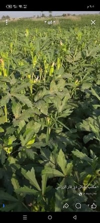 متعهد بناء • باني عمراني • ذي قار