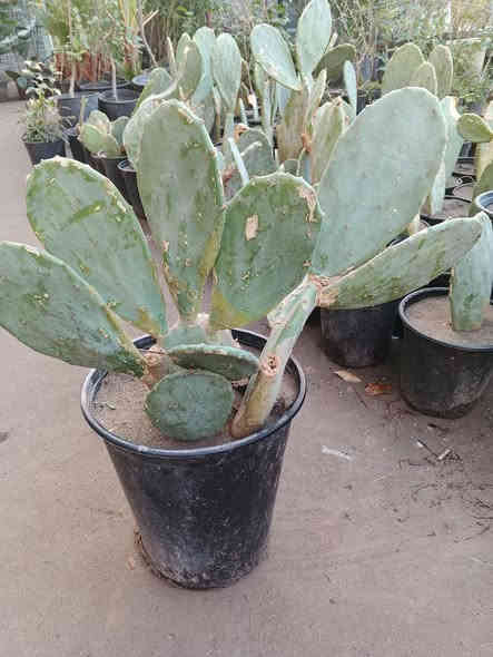 صبار تين الشوكي اصفر وأحمر 
الحجم الصغير 2000 

الحجم الكبير ب7000

يوجد توصيل ***********
عنوانه كوفه شارع عبد العال خلف مديريه الماء
