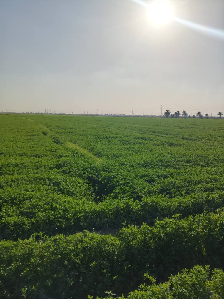 سلام عليكم برسيم ضمان 30دونم مكاني واسط الدبوني الرقم ***********
