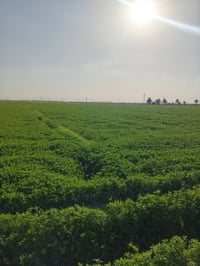 برسيم • ٣٠دونم • واسط الدبوني