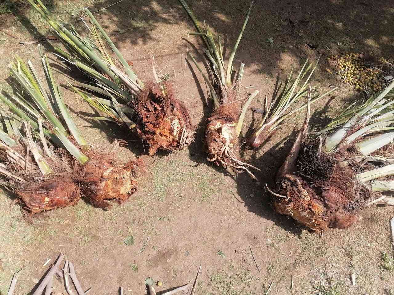 فسائل للبيع لو بريم لو خضراوي ماكو غيرهن صويره حي الزهور ***********
