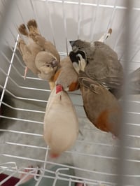 فناجس • زوج وافراخ • سوبر جامبو بلاك برست