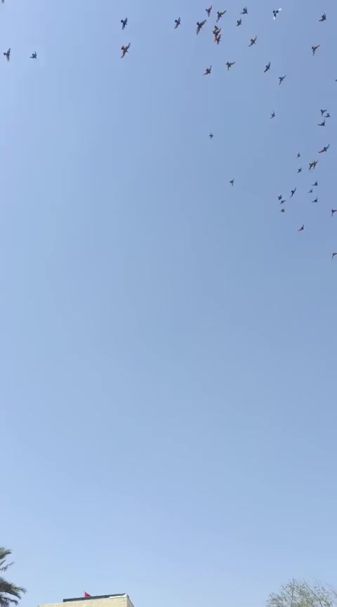 اسلام عليكم كوستر للبيع موديل 2017 السياره كامله منضومه غاز
بيها صبغ بل صفحه الكصيره قلاب ستاريكس دوشمه ترهم مراوس بناصيه و عاليه موديل 13 14 العنوان بغداد فلكه حي النصر 
الرقم ***********
ما متواجد علا فيس
