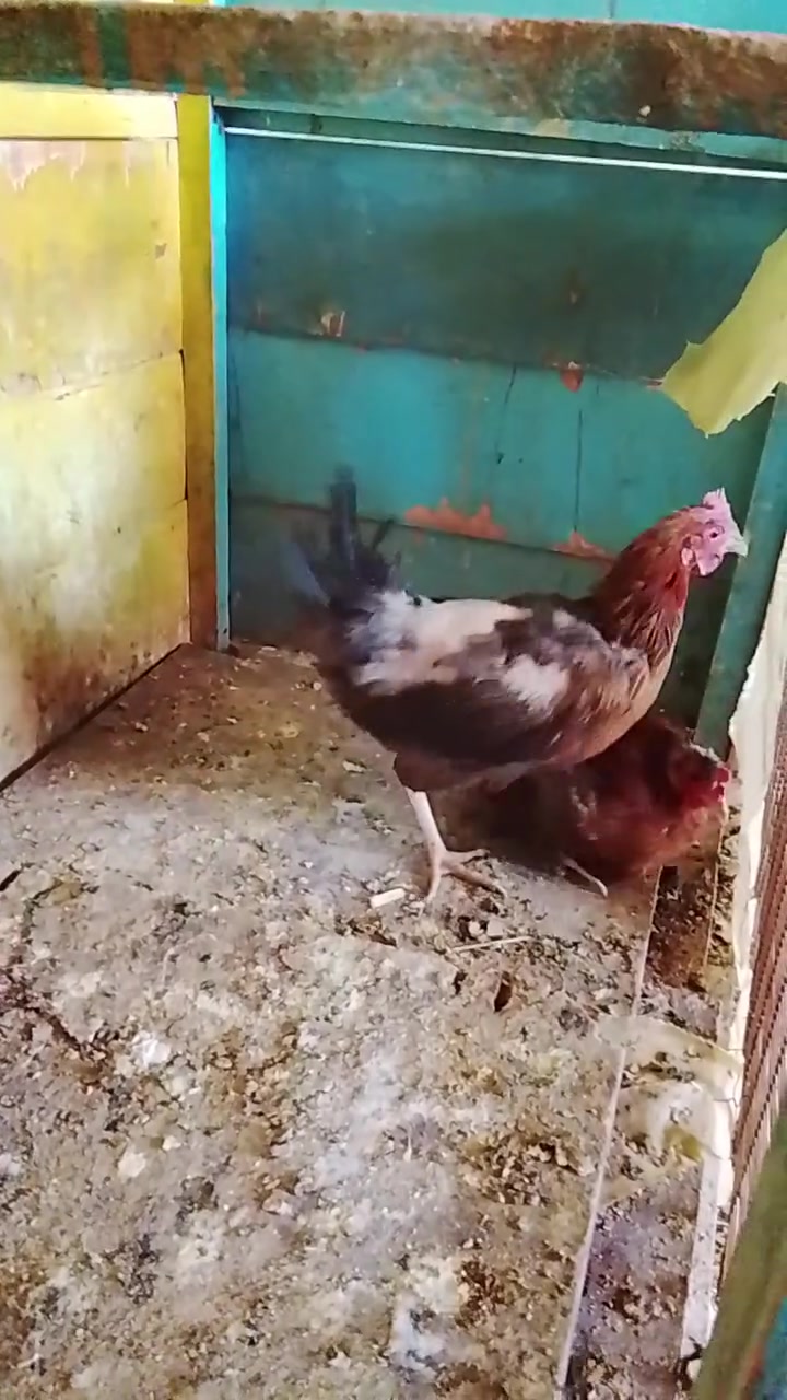 سلام عليكم ورحمه الله وبركاته
متاح 3+1 واحد ابو ركيبه ابيض صافي 
شرط بباض 
وشرط نصاح فول مثل ما واضح بالفيديو 
دجاج ناصح وبياض ما بي اي مرض
مكان قضاء عانه
سعر زوج ب25, قفل
رقمي للتواصل *********** رقمي جديد
