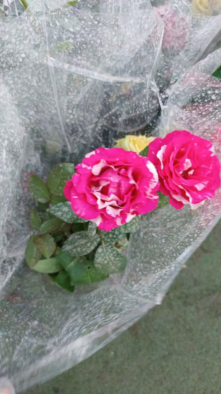 نباتات طبيعية للبيع هولنديه يوجد توصيل جميع محافظات كركوك, العراق


**إذا كنت صاحب هذا الإعلان وتريد حذفه لأي سبب، رجاءا أرسل رسالة إلى الدعم الفني**