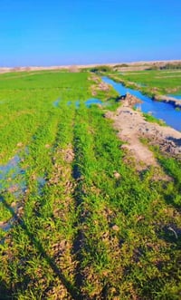 الدوانيه الشافعية • ٦٠ دونم • طابو زراعي