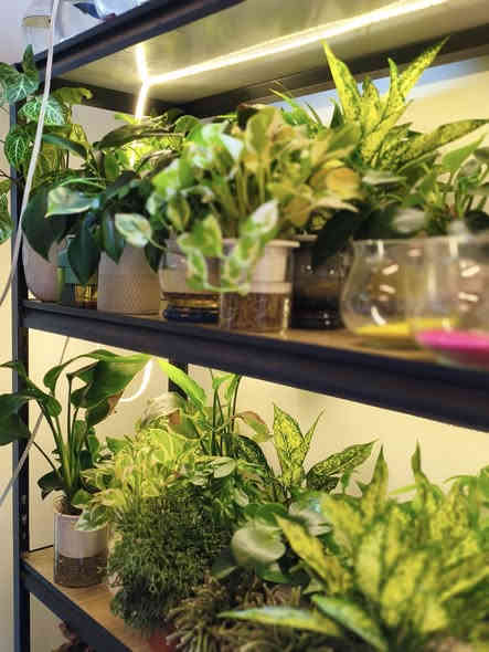 افتتاح متجر مرجان للأسماك والطيور والنباتات  🐠 🦜🌿

يسعدنا نعلن لأهالي المنطقة عن توفر جميع أنواع أسماك الزينة والنباتات الطبيعية وطيور الزينة بأفضل الأسعار وجودة عالية، مع مستلزمات متكاملة للتربية والعناية.

✅ أسماك زينة بأنواعها 
✅ نباتات مائية ونباتات زينة طبيعية وصناعية
✅ طيور زينة بأنواع مختلفة
✅ فلاتر – مضخات – أحواض – ديكورات – أقفاص – أعلاف
✅ نصائح مجانية للعناية والتغذية والتوافق

🚚 إمكانية التوصيل داخل المنطقة
📍 الموقع: البياع – الشهداء – قرب رضا مول
للتواصل (واتساب + تلغرام) 
0788 436 2045 ☎️
