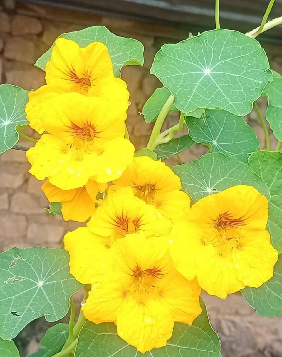 متاح لدينا شتلات وبذور نبات ورد ابو خنجر الاتيني عطري الوان
لطلب والحجز واتساب *********** السماوه أو مراسلة الصفحه يوجد خدمة توصيل طلبات داخل السماوه ولكافة المحافظات لباب البيت أنواع البذور الاستوائية النادره
