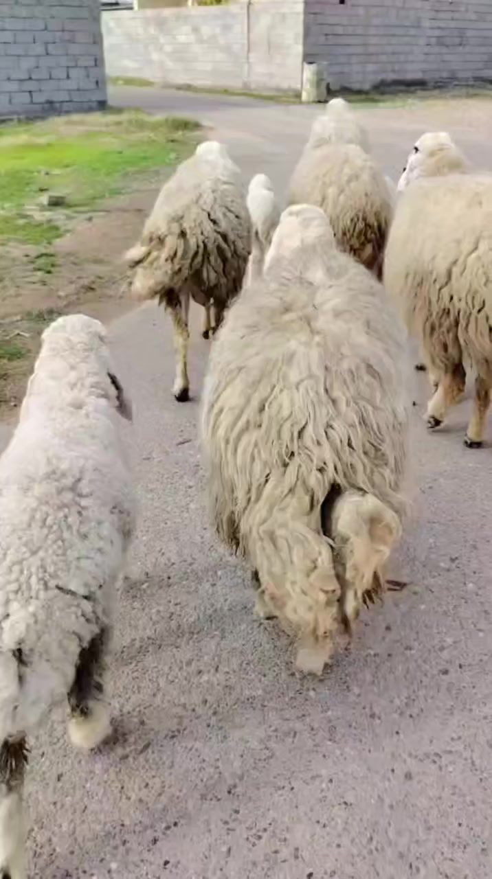 السلام عليكم اخواني الجنايه نعاج العدد ٦عرجيليات خط اول مكفولات على كل عيب من ضمنهن 3مطافيل 3ماخذات فحل
العنوان بغداد التاجي
***********.
***********
