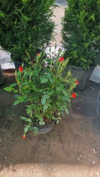 نباتات منزلية • ١٤ نوع • الفلوجة