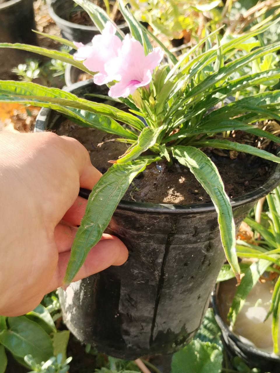 تزهير اليوم الجمعه ١٠ / ٧ / ٢٠٢٦ نبات ورد البتونيا المكسيكيه ازهار ورديه  ل، لطلب والحجز واتساب *********** السماوه أو مراسلة الصفحه يوجد خدمة توصيل طلبات داخل السماوه ولكافة المحافظات لباب البيت أنواع البذور الاستوائية النادره
