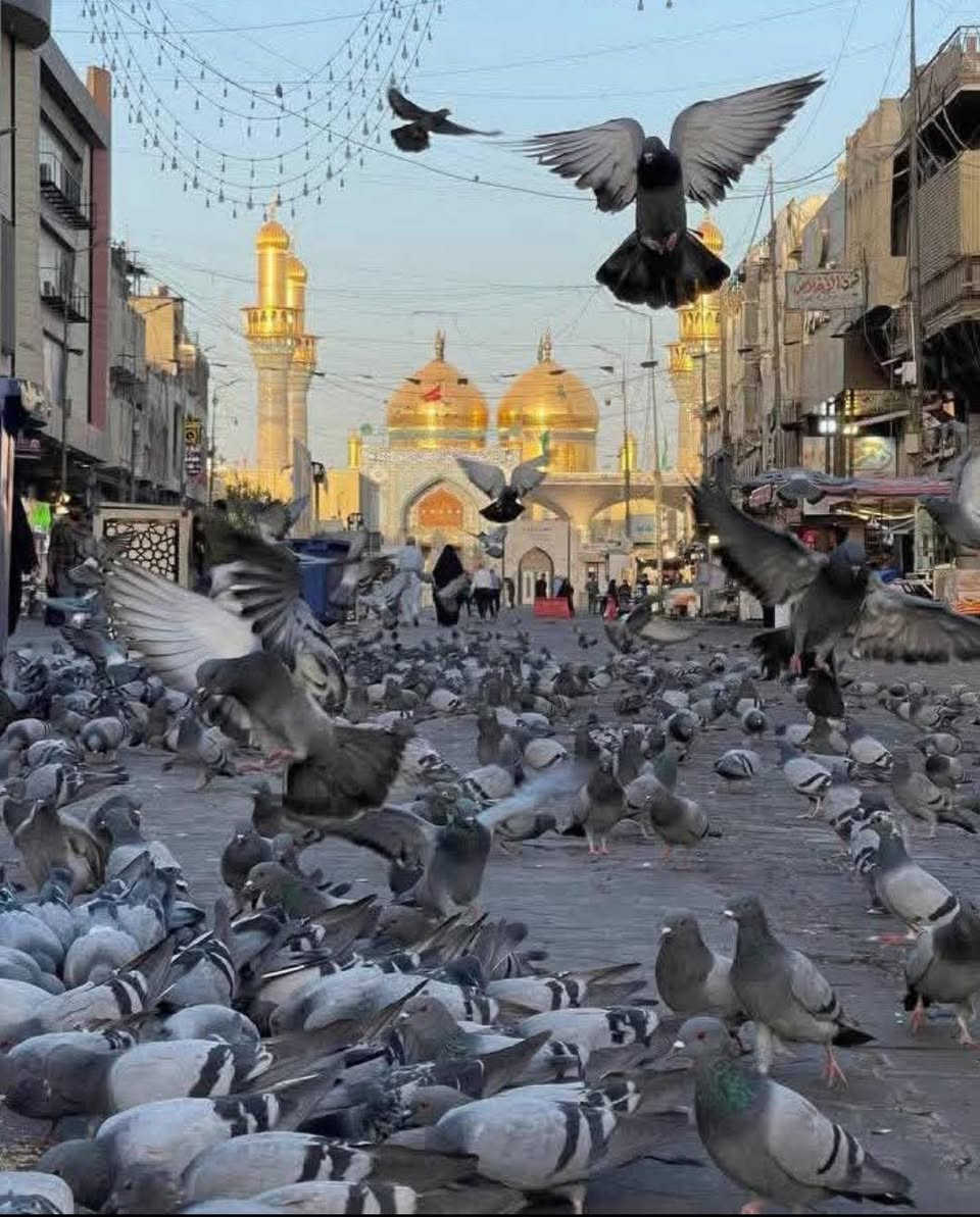 المقاعد الاخيره حملة غدا الجمعه 🕌 إلى مدينة الكاظمية المقدسة حلويات معجنات باب الاغا الساعه 2ظهرا 🏤 
المتعهد الحاج ازهر الرويعي 🕌 ***********
المتعهد محسن الحربي 🕌 ***********
واتساب ***********.   ***********

